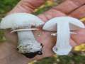 Amanita&nbsp;rubescens&nbsp;-&nbsp;Perlpilz&nbsp;-&nbsp;Bad Helmstedt